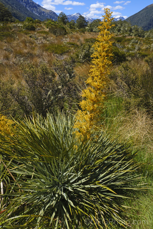 Golden Speargrass or Golden Spaniard (<i>Aciphylla aurea</i>), a tough subalpine to alpine perennial from the southern North Island and South Island of New Zealand. The foliage rosettes are up to 1m wide and the leaves are tipped with fierce spines. The flower stems, which develop in summer, are up to 25m tall