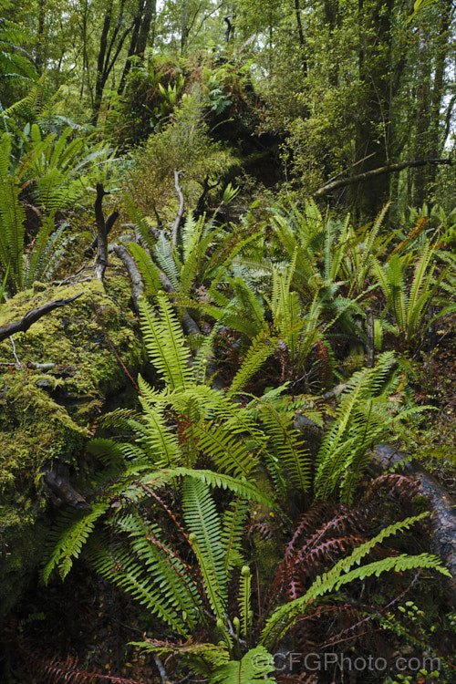 Crown. Fern or Piu. Piu (<i>Blechnum discolor</i>), a fern native to New Zealand and found throughout the country. It has distinctly different fertile (spore-bearing</i>) and sterile fronds and may develop a narrow trunk to around 30cm tall