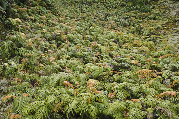 Blechnum novae-zelandiae, formerly considered a variety of Blechnum capense, this widely distributed New Zealand fern now has a specific rank of its own. It quickly colonises roadside banks