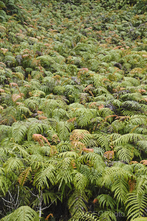 Blechnum novae-zelandiae, formerly considered a variety of Blechnum capense, this widely distributed New Zealand fern now has a specific rank of its own. It quickly colonises roadside banks