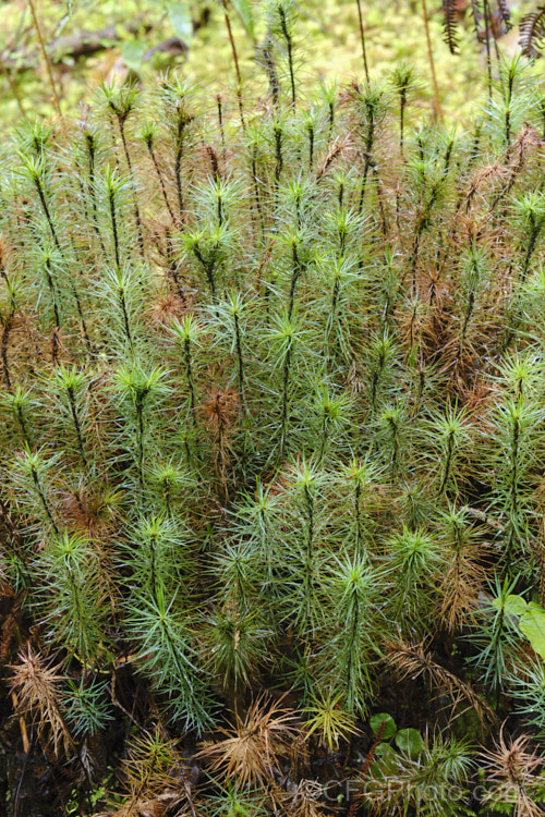 Giant Moss (<i>Dawsonia superba</i>), a large and erect moss species capable of growing to 60cm tall, though 30cm is more typical. It occurs in especially high rainfall areas of Southeast Asia,Australia and New Zealand dawsonia-3701htm'>Dawsonia. <a href='polytrichaceae-plant-family-photoshtml'>Polytrichaceae</a>.