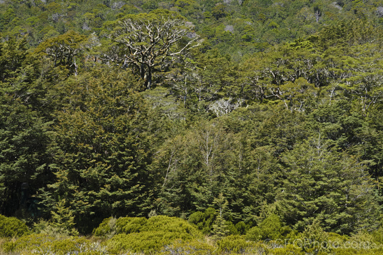 Silver Beech (<i>Lophozonia menziesii [syn. Nothofagus menziesii]), an 18-24m tall species of southern beech native to New Zealand and common through much of the southern North Island and South Island of New Zealand. These trees near the St. James. Walkway were heavily festooned with lichen. lophozonia-2516htm'>Lophozonia. <a href='nothofagaceae-plant-family-photoshtml'>Nothofagaceae</a>.