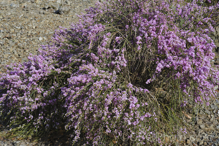 Pink Broom (<i>Carmichaelia carmichaeliae [syn. <i>Notospartium carmichaeliae</i>]), a near-leafless, arching, 1.5-3m high shrub native to Marlborough, New Zealand. The flowers appear from early summer, are fragrant and very attractive to the small black New Zealand bees. Order: Fabales, Family: Fabaceae