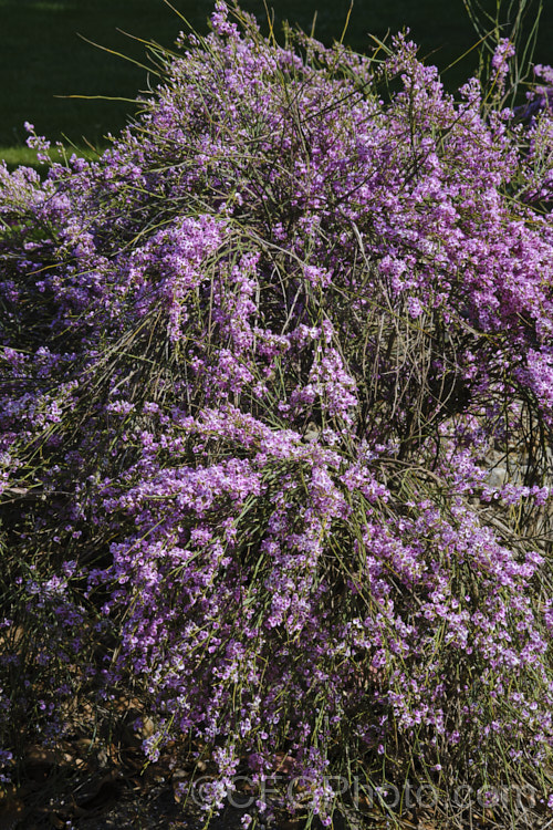 Pink Broom (<i>Carmichaelia carmichaeliae [syn. <i>Notospartium carmichaeliae</i>]), a near-leafless, arching, 1.5-3m high shrub native to Marlborough, New Zealand. The flowers appear from early summer, are fragrant and very attractive to the small black New Zealand bees. Order: Fabales, Family: Fabaceae