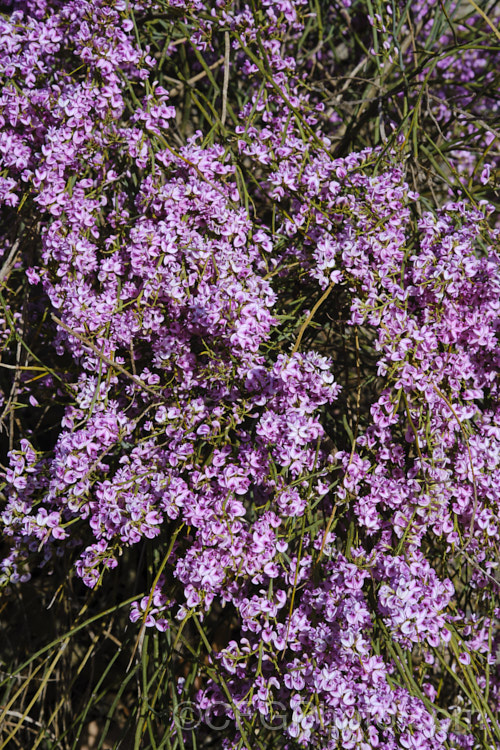 Pink Broom (<i>Carmichaelia carmichaeliae [syn. <i>Notospartium carmichaeliae</i>]), a near-leafless, arching, 1.5-3m high shrub native to Marlborough, New Zealand. The flowers appear from early summer, are fragrant and very attractive to the small black New Zealand bees. Order: Fabales, Family: Fabaceae