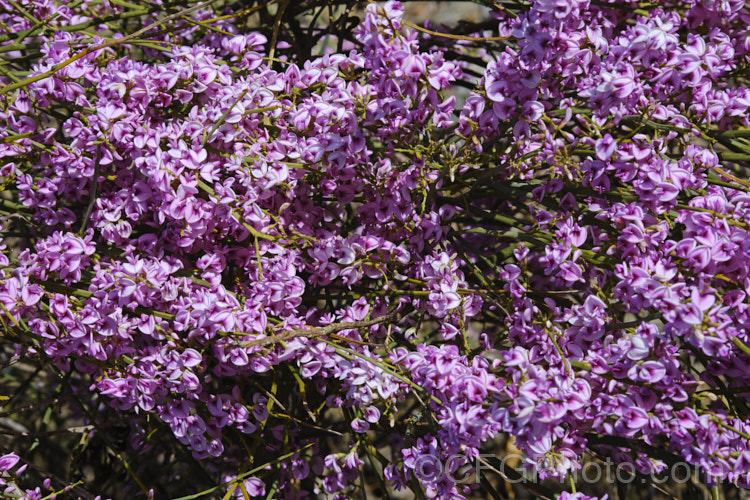 Pink Broom (<i>Carmichaelia carmichaeliae [syn. <i>Notospartium carmichaeliae</i>]), a near-leafless, arching, 1.5-3m high shrub native to Marlborough, New Zealand. The flowers appear from early summer, are fragrant and very attractive to the small black New Zealand bees. Order: Fabales, Family: Fabaceae