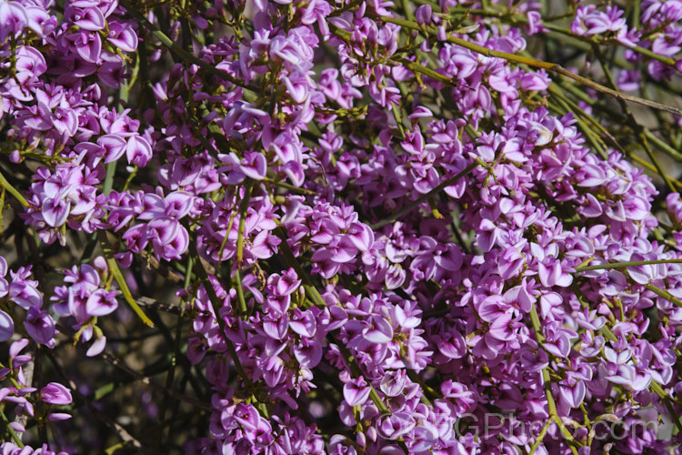 Pink Broom (<i>Carmichaelia carmichaeliae [syn. <i>Notospartium carmichaeliae</i>]), a near-leafless, arching, 1.5-3m high shrub native to Marlborough, New Zealand. The flowers appear from early summer, are fragrant and very attractive to the small black New Zealand bees. Order: Fabales, Family: Fabaceae