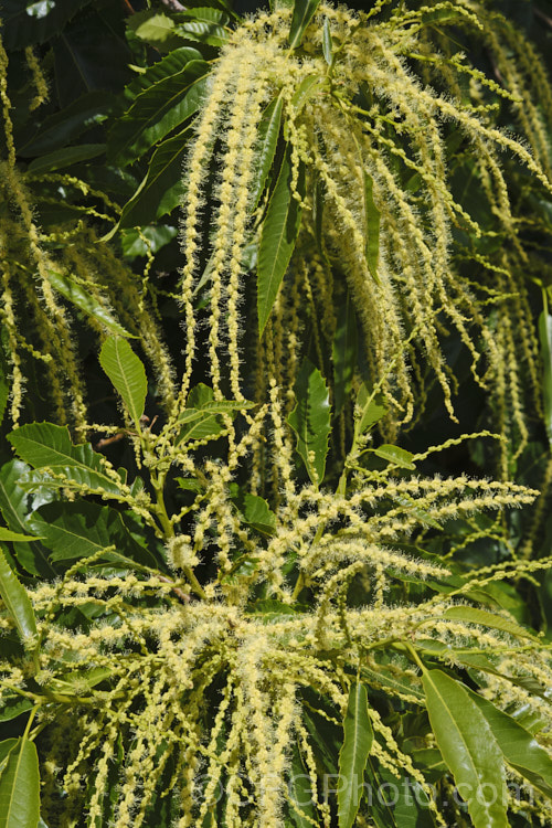 The flower sprays of the Edible Chestnut or Sweet Chestnut (<i>Castanea sativa</i>) with predominately staminate, pollen producing flowers. The female flowers are not receptive to the pollen of their own plant, making cross-pollination imperative. This 40m tall deciduous tree is native to southern Europe, North Africa and western Asia. castanea-2419htm'>Castanea. Order: Fagales, Family: Fagaceae