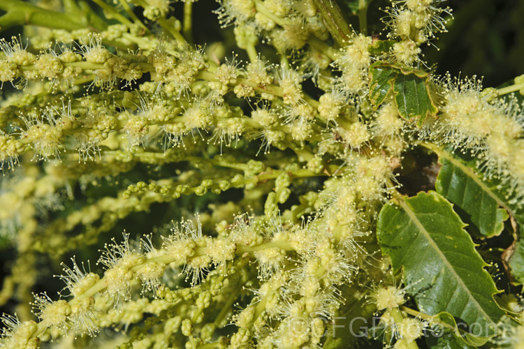 The flower sprays of the Edible Chestnut or Sweet Chestnut (<i>Castanea sativa</i>) with predominately staminate, pollen producing flowers. The female flowers are not receptive to the pollen of their own plant, making cross-pollination imperative. This 40m tall deciduous tree is native to southern Europe, North Africa and western Asia. castanea-2419htm'>Castanea. Order: Fagales, Family: Fagaceae