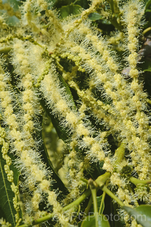 The flower sprays of the Edible Chestnut or Sweet Chestnut (<i>Castanea sativa</i>) with predominately staminate, pollen producing flowers. The female flowers are not receptive to the pollen of their own plant, making cross-pollination imperative. This 40m tall deciduous tree is native to southern Europe, North Africa and western Asia. castanea-2419htm'>Castanea. Order: Fagales, Family: Fagaceae