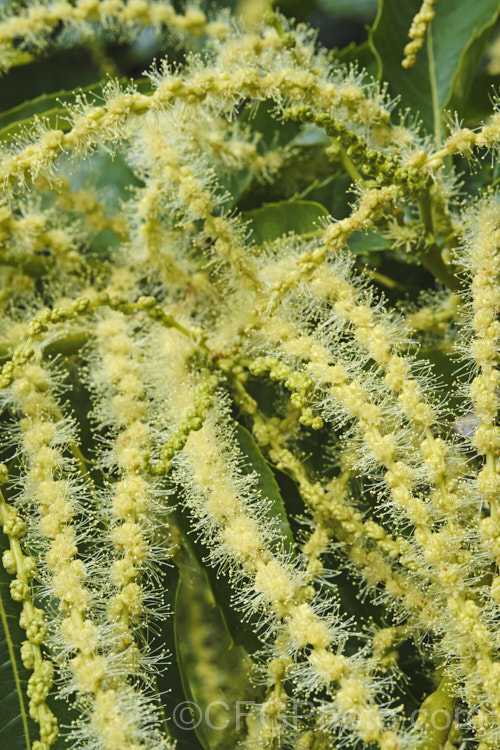 The flower sprays of the Edible Chestnut or Sweet Chestnut (<i>Castanea sativa</i>) with predominately staminate, pollen producing flowers. The female flowers are not receptive to the pollen of their own plant, making cross-pollination imperative. This 40m tall deciduous tree is native to southern Europe, North Africa and western Asia. castanea-2419htm'>Castanea. Order: Fagales, Family: Fagaceae