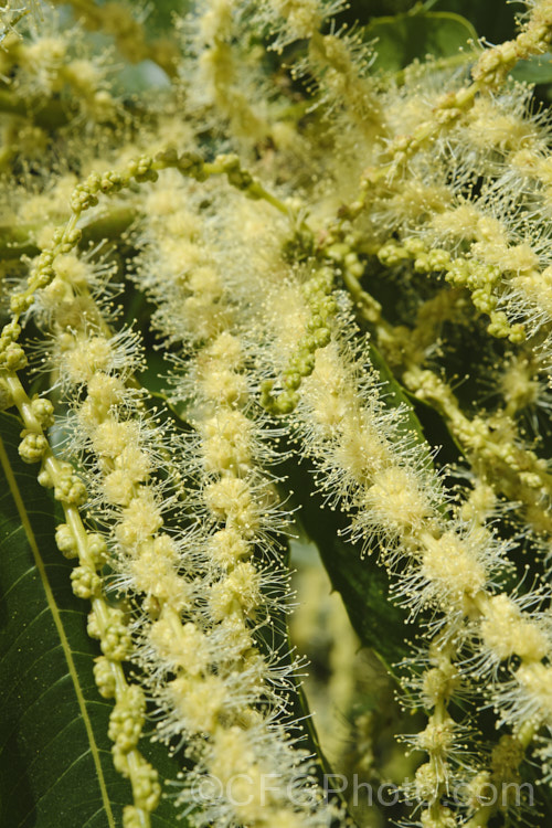 The flower sprays of the Edible Chestnut or Sweet Chestnut (<i>Castanea sativa</i>) with predominately staminate, pollen producing flowers. The female flowers are not receptive to the pollen of their own plant, making cross-pollination imperative. This 40m tall deciduous tree is native to southern Europe, North Africa and western Asia. castanea-2419htm'>Castanea. Order: Fagales, Family: Fagaceae