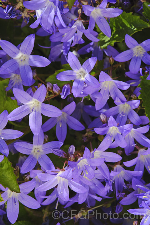 Serbian Bellflower or Trailing Bellflower (<i>Campanula poscharskyana</i>), a late spring- to summer-flowering perennial native to the mountains of Serbia and neighbouring countries. It spreads and cascades to around 1m wide and often has an abundance of flowers in shades ranging from white and very pale blue to deep purple. Order: Asterales, Family: Campanulaceae