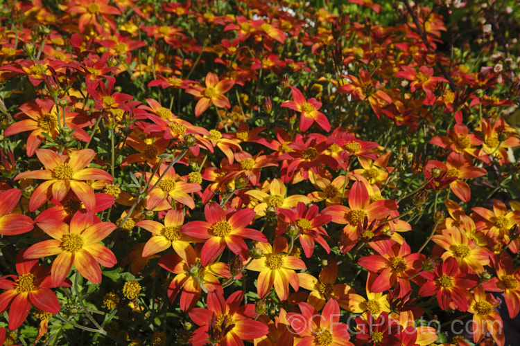 Bidens ferulifolia 'Campfire', an orange-red and yellow-flowered strain of a normally yellow-flowered, low, spreading, perennial daisy native to Mexico. bidens-3698htm'>Bidens.