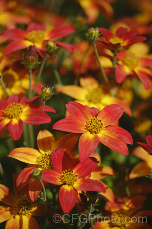 Bidens ferulifolia 'Campfire', an orange-red and yellow-flowered strain of a normally yellow-flowered, low, spreading, perennial daisy native to Mexico. bidens-3698htm'>Bidens.