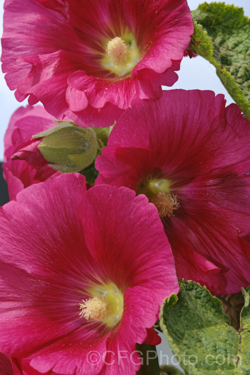 A crimson-flowered Hollyhock (<i>Alcea rosea [syn. Althaea rosea]), a western Asian biennial or perennial to 3m tall. There are many garden forms. alcea-2169htm'>Alcea.