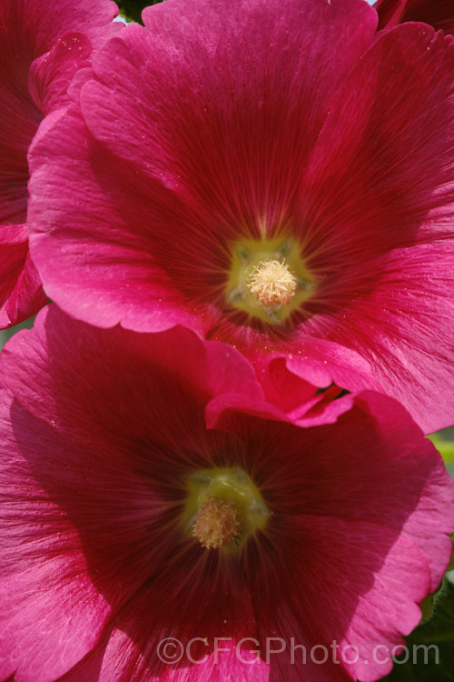 A crimson-flowered Hollyhock (<i>Alcea rosea [syn. Althaea rosea]), a western Asian biennial or perennial to 3m tall. There are many garden forms. alcea-2169htm'>Alcea.