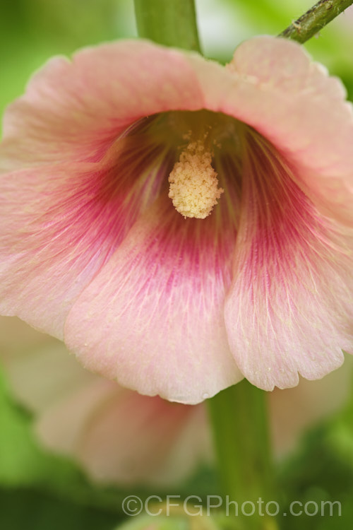 Apricot pink-flowered Hollyhock (<i>Alcea rosea [syn. Althaea rosea]), a western Asian biennial or perennial to 3m tall. There are many garden forms. alcea-2169htm'>Alcea.