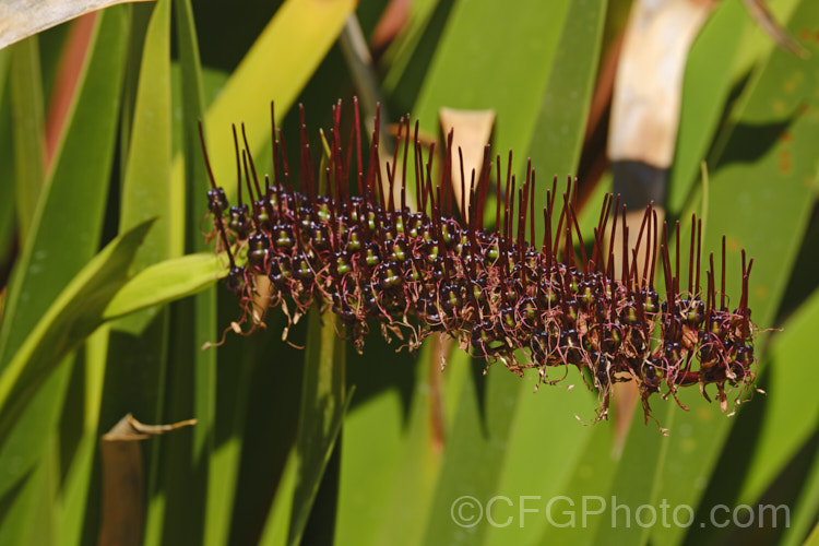 Developing seed capsules of the Poor. Knights. Lily (<i>Xeronema callistemon</i>), an evergreen perennial of the lily family with a natural distribution restricted to the Poor. Knights and HenIslands off northeast New Zealand It's red one-sided bottlebrush flowers open from late spring. xeronema-3349htm'>Xeronema. <a href='xeronemataceae-plant-family-photoshtml'>Xeronemataceae</a>.