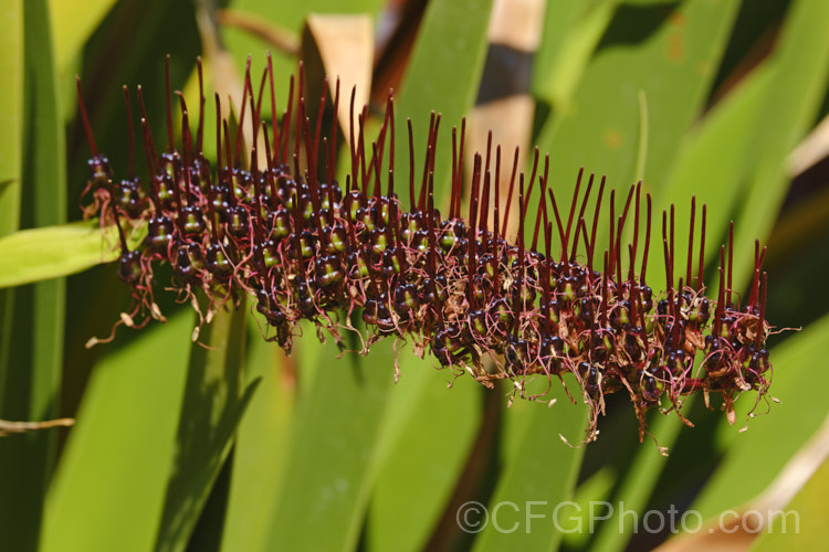 Developing seed capsules of the Poor. Knights. Lily (<i>Xeronema callistemon</i>), an evergreen perennial of the lily family with a natural distribution restricted to the Poor. Knights and HenIslands off northeast New Zealand It's red one-sided bottlebrush flowers open from late spring. xeronema-3349htm'>Xeronema. <a href='xeronemataceae-plant-family-photoshtml'>Xeronemataceae</a>.