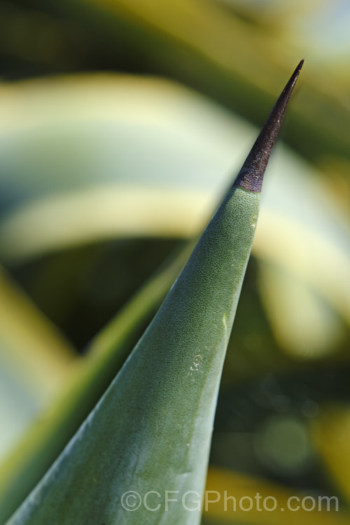 The pungent (sharp pointed) tip of the leaf of <i>Agave americana</i> 'Marginata', a variegated foliage form of a large monocarpic succulent native to eastern Mexico 'Marginata' can be recognised by the broad yellow margins of its foliage. The thick fleshy leaves are edged with fierce teeth and the flower spike can grow to over 6m tall Although given the name. Century Plant because it was thought to flower once in a hundred years, the rosettes actually take around 8-15 years to mature to flowering size, after which they die, to be replaced by suckers. Order: Asparagales, Family: Asparagaceae