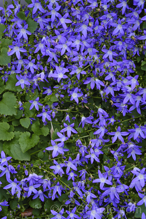 Serbian Bellflower or Trailing Bellflower (<i>Campanula poscharskyana</i>), a late spring- to summer-flowering perennial native to the mountains of Serbia and neighbouring countries. It spreads and cascades to around 1m wide and often has an abundance of flowers in shades ranging from white and very pale blue to deep purple. Order: Asterales, Family: Campanulaceae