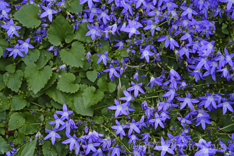 Serbian Bellflower or Trailing Bellflower (<i>Campanula poscharskyana</i>), a late spring- to summer-flowering perennial native to the mountains of Serbia and neighbouring countries. It spreads and cascades to around 1m wide and often has an abundance of flowers in shades ranging from white and very pale blue to deep purple. Order: Asterales, Family: Campanulaceae