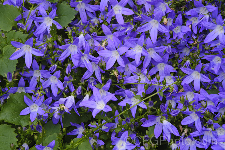 Serbian Bellflower or Trailing Bellflower (<i>Campanula poscharskyana</i>), a late spring- to summer-flowering perennial native to the mountains of Serbia and neighbouring countries. It spreads and cascades to around 1m wide and often has an abundance of flowers in shades ranging from white and very pale blue to deep purple. Order: Asterales, Family: Campanulaceae