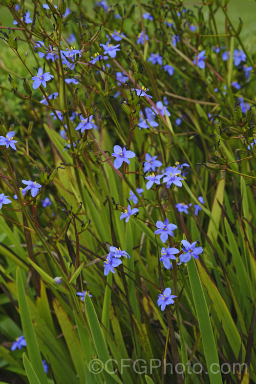 Blue-eyed. Iris (<i>Aristea ecklonii</i>), a late spring- to summer-flowering, sword-leaved perennial found naturally over much of southern and western Africa. It has become a weed in some areas, especially parts of Australia. Order: Asparagales, Family: Iridaceae