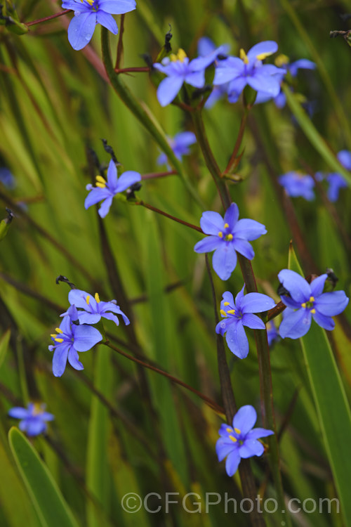 Blue-eyed. Iris (<i>Aristea ecklonii</i>), a late spring- to summer-flowering, sword-leaved perennial found naturally over much of southern and western Africa. It has become a weed in some areas, especially parts of Australia. Order: Asparagales, Family: Iridaceae