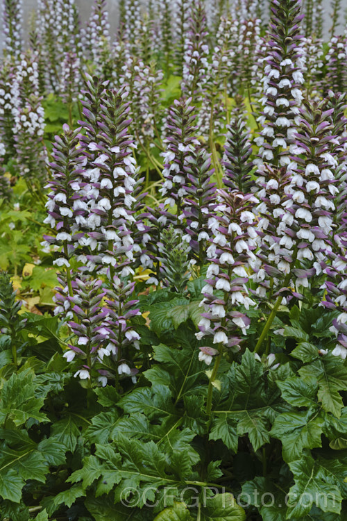 Bear's Breeches (<i>Acanthus mollis</i>), a usually evergreen summer-flowering perennial native to southwest Europe and North Africa. It was often featured in ancient Greek and Roman designs. While a bold architectural plant that certainly has garden merit, it can also be a thuggish weed that is difficult to eradicate. Order: Lamiales, Family: Acanthaceae