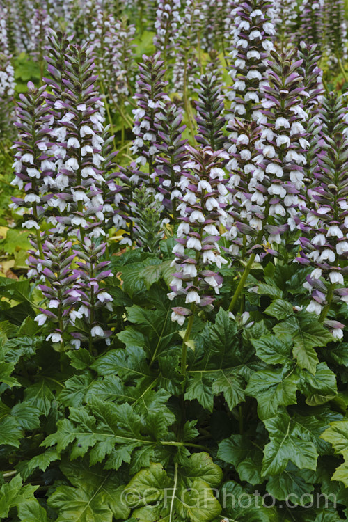 Bear's Breeches (<i>Acanthus mollis</i>), a usually evergreen summer-flowering perennial native to southwest Europe and North Africa. It was often featured in ancient Greek and Roman designs. While a bold architectural plant that certainly has garden merit, it can also be a thuggish weed that is difficult to eradicate. Order: Lamiales, Family: Acanthaceae