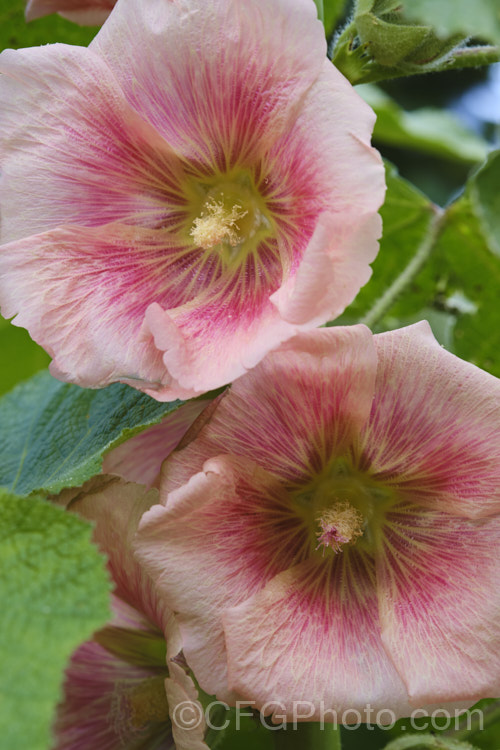 Apricot pink-flowered Hollyhock (<i>Alcea rosea [syn. Althaea rosea]), a western Asian biennial or perennial to 3m tall. There are many garden forms. alcea-2169htm'>Alcea.