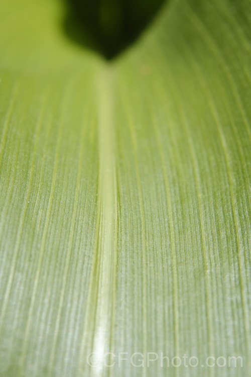 Closeup of a leaf of Sweet Corn, Maize or Corn (<i>Zea mays</i>), a robust annual grass from Central America grown for its edible seed heads (cobs</i>). There are many cultivars. Order: Poales, Family: Poaceae