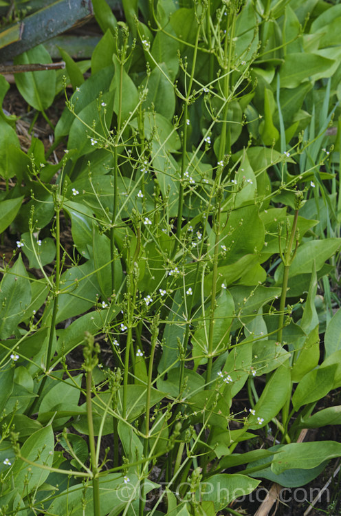 Water Plantain (<i>Alisma plantago-aquatica</i>), a marginal aquatic or semi-aquatic perennial found in the northern temperate zones and eastern Australia. Naturalised in other areas, it is sometimes considered a local weed. Small lilac flower on tall heads open in summer. alisma-2252htm'>Alisma. <a href='alismaceae-plant-family-photoshtml'>Alismataceae</a>.