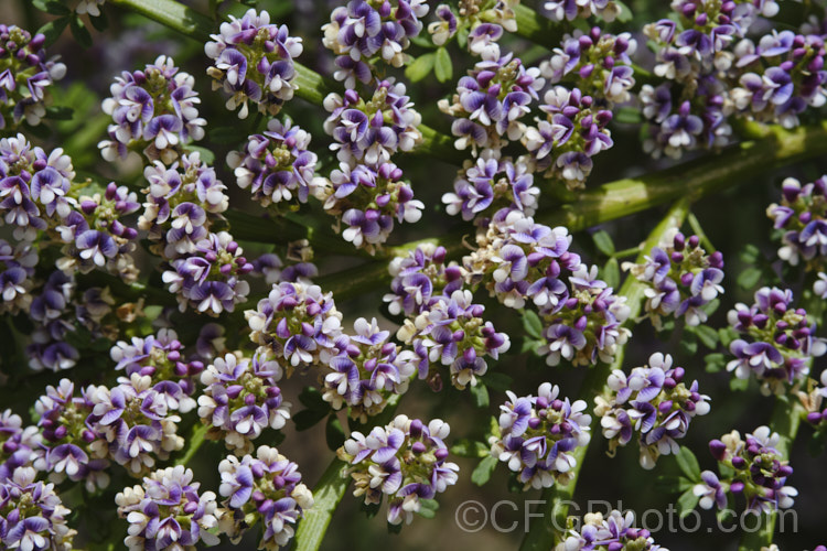 Closeup of the flowers of Leafy Broom (<i>Carmichaelia odorata [syns. <i>Carmichaelia angustata</i>, <i>Carmichaelia glabrata</i>]), a summer-flowering shrub or small tree native to New Zealand and found from Gisborne southwards. Unlike most of the New Zealand brooms it carries small leaves through much of the year. Order: Fabales, Family: Fabaceae