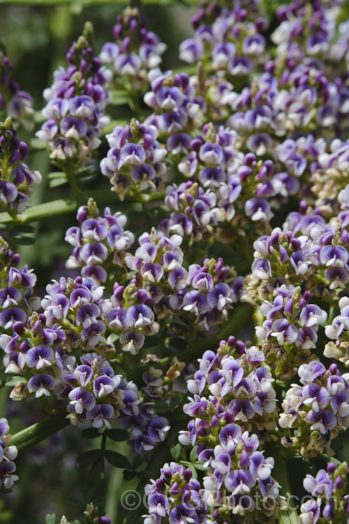 Closeup of the flowers of Leafy Broom (<i>Carmichaelia odorata [syns. <i>Carmichaelia angustata</i>, <i>Carmichaelia glabrata</i>]), a summer-flowering shrub or small tree native to New Zealand and found from Gisborne southwards. Unlike most of the New Zealand brooms it carries small leaves through much of the year. Order: Fabales, Family: Fabaceae