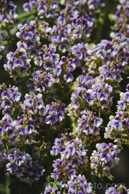 Closeup of the flowers of Leafy Broom (<i>Carmichaelia odorata [syns. <i>Carmichaelia angustata</i>, <i>Carmichaelia glabrata</i>]), a summer-flowering shrub or small tree native to New Zealand and found from Gisborne southwards. Unlike most of the New Zealand brooms it carries small leaves through much of the year. Order: Fabales, Family: Fabaceae