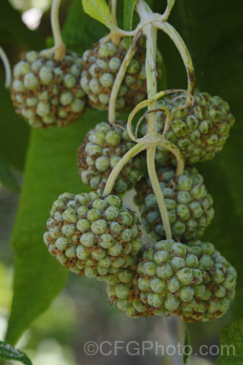 Fruits of Orange Ball. Tree (<i>Buddleja globosa</i>), a near-evergreen, 4-6m tall shrub or small tree native to Chile and Argentina. Its small spherical flowerheads open from mid- to late spring, leading to these fruits that ripen in summer. buddleja-2053htm'>Buddleja. <a href='scrophulariaceae-plant-family-photoshtml'>Scrophulariaceae</a>.