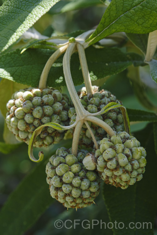 Fruits of Orange Ball. Tree (<i>Buddleja globosa</i>), a near-evergreen, 4-6m tall shrub or small tree native to Chile and Argentina. Its small spherical flowerheads open from mid- to late spring, leading to these fruits that ripen in summer. buddleja-2053htm'>Buddleja. <a href='scrophulariaceae-plant-family-photoshtml'>Scrophulariaceae</a>.