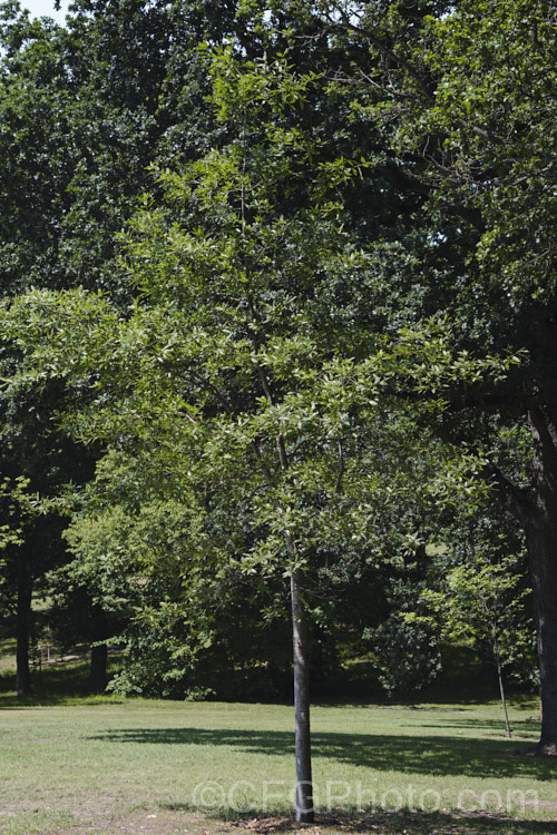 Mexican Oak (<i>Quercus mexicana [syn. Quercus rugulosa]), an open-growing, rounded-headed tree to 15m tall, native to Mexico, where it occurs from Chiapas to Tamaulipas. It is naturally deciduous but often remains semi-evergreen in mild climates. Its leathery, unlobed leaves are up to 12cm long. Order: Fagales, Family: Fagaceae