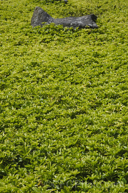 A patch of Japanese Spurge (<i>Pachysandra terminalis</i>) in summer. The small, spring-borne flowers of this low, spreading, evergreen groundcover subshrub are pleasantly scented. It occurs naturally in Japan and nearby parts of China. pachysandra-2472htm'>Pachysandra. <a href='buxaceae-plant-family-photoshtml'>Buxaceae</a>.