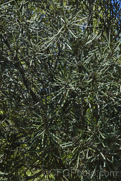 The foliage and fruits of the mature growth stage of Toothed. Lancewood or Fierce. Lancewood (<i>Pseudopanax ferox</i>). The foliage of this small tree native to New Zealand passes through four stages before developing it 15cm long, smooth-edged, oblong adult leaves. The juvenile leaves are usually very thick and narrow, almost woody, and are edged with very coarse, sharp teeth. Order: Apiales, Family: Araliaceae