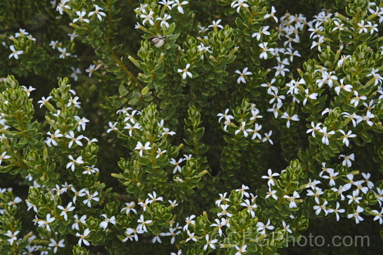 Olearia nummularifolia, an evergreen shrub native to montane and low alpine areas of New Zealand southwards of East Cape. It has tough, leathery leaves, wax-coated buds and grows to 12m tall, producing its small white flowerheads in summer. Order: Asterales, Family: Asteraceae