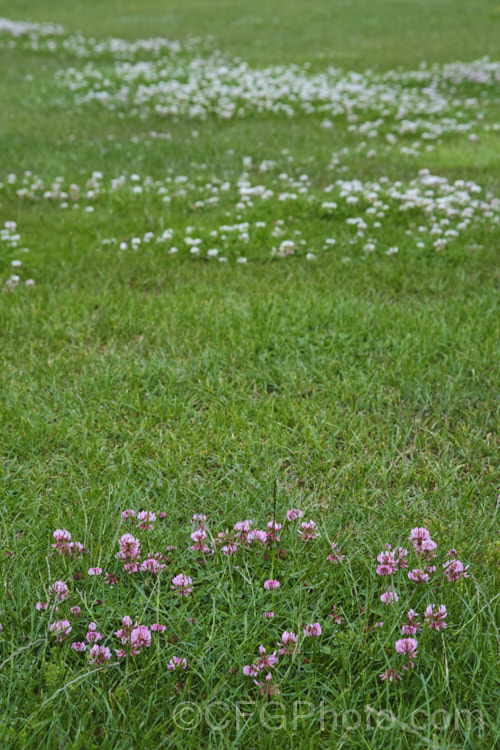 A pink-flowered form of White Clover (<i>Trifolium repens</i>), a European species widely grown in pastures as fodder, for its nitrogen fixing properties and for honey production. White clover flowers often have a faint pink tint, and occasionally, pure pink-flowered plants occur, as seen here with the typical white flowered form in the background. trifolium-3369htm'>Trifolium.
