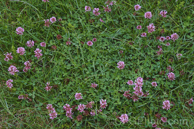 A pink-flowered form of White Clover (<i>Trifolium repens</i>), a European species widely grown in pastures as fodder, for its nitrogen fixing properties and for honey production. White clover flowers often have a faint pink tint, and occasionally, pure pink-flowered plants occur. trifolium-3369htm'>Trifolium.