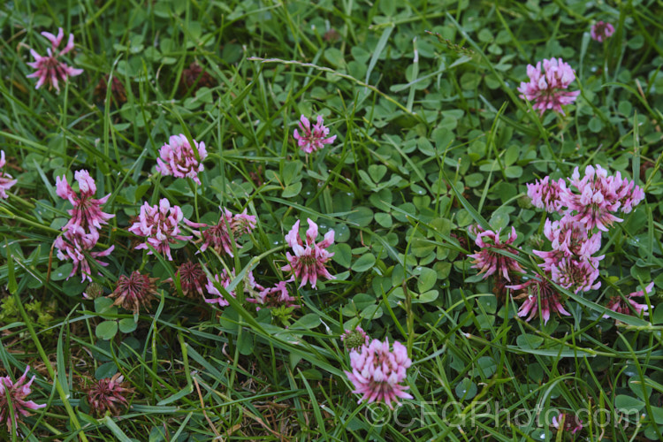 A pink-flowered form of White Clover (<i>Trifolium repens</i>), a European species widely grown in pastures as fodder, for its nitrogen fixing properties and for honey production. White clover flowers often have a faint pink tint, and occasionally, pure pink-flowered plants occur. trifolium-3369htm'>Trifolium.