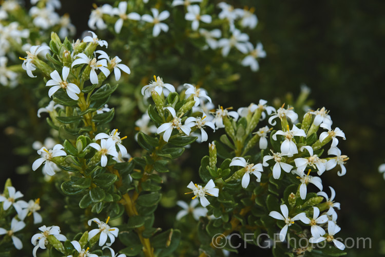 Olearia nummularifolia, an evergreen shrub native to montane and low alpine areas of New Zealand southwards of East Cape. It has tough, leathery leaves, wax-coated buds and grows to 12m tall, producing its small white flowerheads in summer. Order: Asterales, Family: Asteraceae