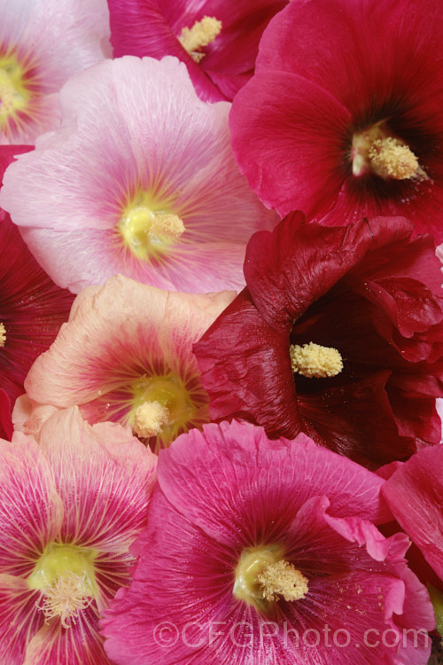 Various flower colour forms of Hollyhock (<i>Alcea rosea [syn. Althaea rosea]), a western Asian biennial or perennial to 3m tall. There are many garden forms. alcea-2169htm'>Alcea.