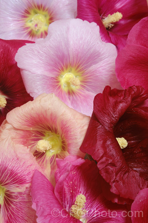 Various flower colour forms of Hollyhock (<i>Alcea rosea [syn. Althaea rosea]), a western Asian biennial or perennial to 3m tall. There are many garden forms. alcea-2169htm'>Alcea.